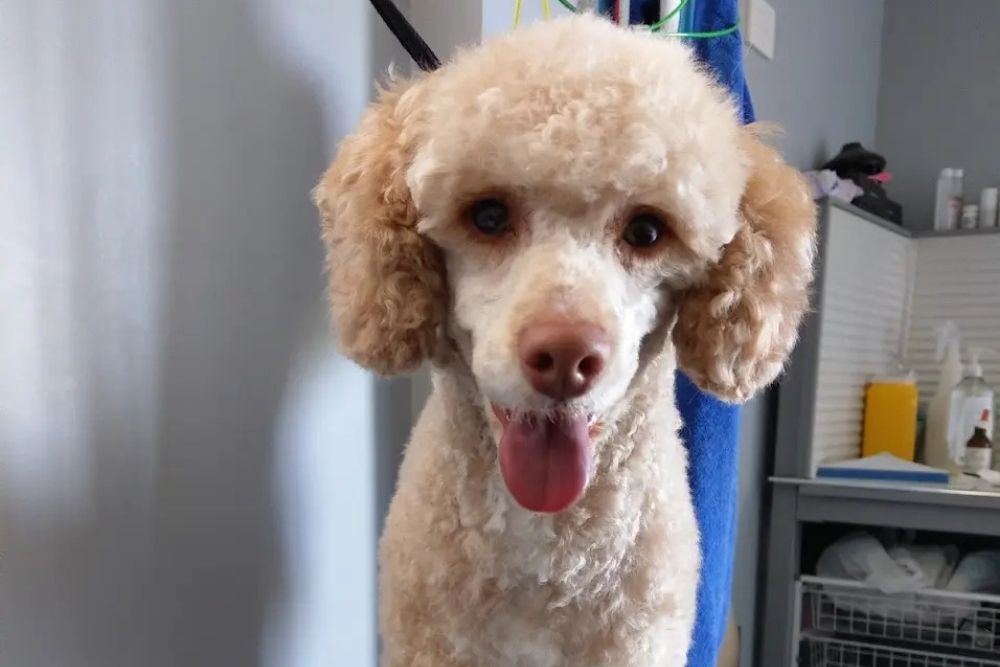A groomed light-brown poodle with a fluffy coat and dark eyes looks directly at the camera with its tongue out-